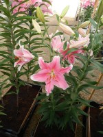 [4196 Sorbonne JWS No101.JPG]